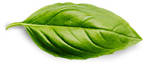 Contact basil leaf